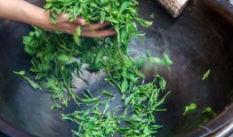 网友爆料竹叶图片高清视频,自然之美尽收眼底