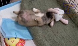 动物搞笑爆料视频,动物界的欢乐时光大盘点