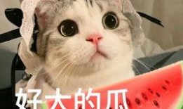 网红吃瓜ss,揭秘娱乐圈幕后真相