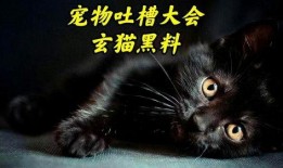 宠物黑料爆料视频下载,视频爆料背后的真相与反思