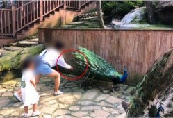 有网友爆料哄娃视频吗,哄娃神器！网友爆火哄娃视频走红网络
