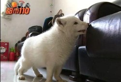 半只狐狸爆料视频网,娱乐圈幕后真相大曝光