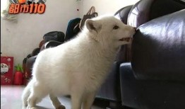 半只狐狸爆料视频网,娱乐圈幕后真相大曝光