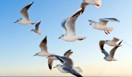 海鸥官方爆料视频,全新科技与设计亮点抢先看