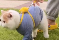 加菲最新爆料新闻视频,揭秘娱乐圈惊人内幕！