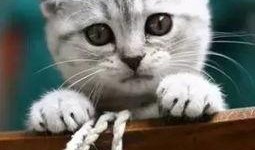 娱乐吃瓜君折耳猫视频