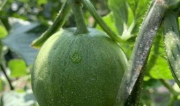 娱乐吃瓜的封面怎么做,从吃瓜封面看幕后故事