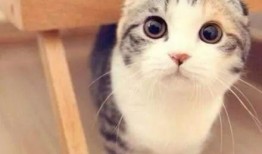 娱乐吃瓜君折耳猫视频