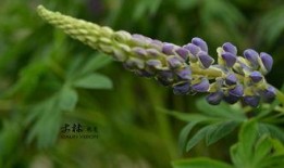 鲁冰花 在线观看,重温经典，感受家乡情怀