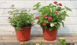 王六堡爆料视频最新版,事件真相再引热议