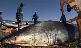 钓鱼人卷毛爆料视频播放,揭秘钓鱼技巧与乐趣