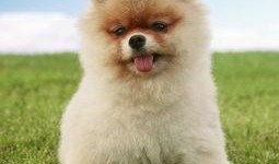 博美爆料新闻事件真相是真的吗,真相揭秘