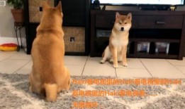 初犬2在线观看,热血追踪，再战巅峰