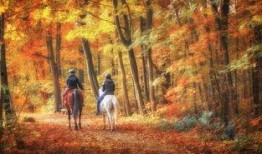 秋天的童话在线观看,邂逅梦幻秋色，共赴心灵之旅