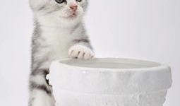 娱乐吃瓜君折耳猫视频