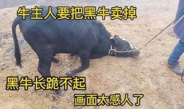 黑牛爆料在线观看视频,揭秘热门视频背后的真相与幕后故事