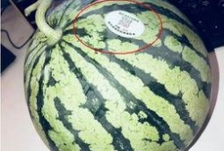 网红吃瓜ss,揭秘娱乐圈幕后真相