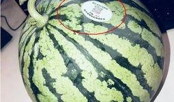 网红吃瓜ss,揭秘娱乐圈幕后真相