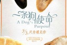 一条狗的使命在线观看免费,一条狗的使命观影指南