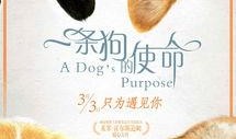 一条狗的使命在线观看免费,一条狗的使命观影指南