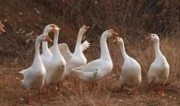 爆料土家老鹅的视频大全,视频大全揭秘传统美食魅力