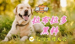 宠物黑料爆料视频下载,视频爆料背后的真相与反思