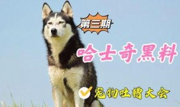 宠物黑料爆料视频下载,视频爆料背后的真相与反思