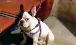 动物搞笑爆料视频,动物界的欢乐时光大盘点