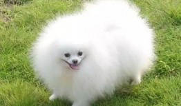 博美爆料新闻事件真相是真的吗,真相揭秘