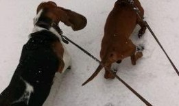 爆料土家老鹅的视频大全,视频大全揭秘传统美食魅力