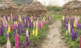 鲁冰花 在线观看,重温经典，感受家乡情怀