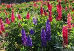 鲁冰花 在线观看,重温经典，感受家乡情怀