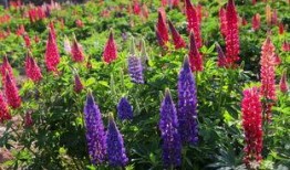 鲁冰花 在线观看,重温经典，感受家乡情怀